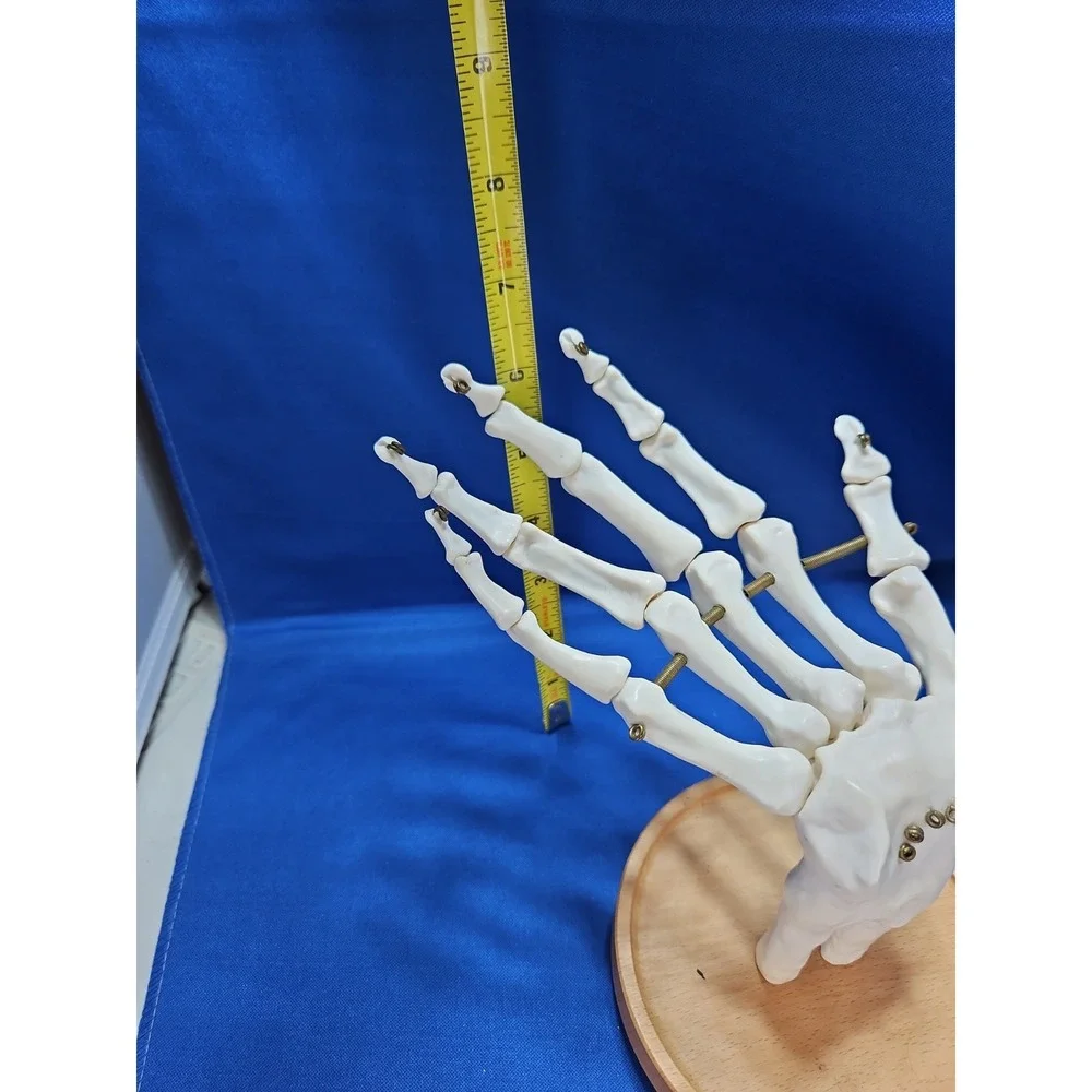 Skeleton Hand Jewelry Stand Ring Necklace Holder Gothic Halloween Life-Size